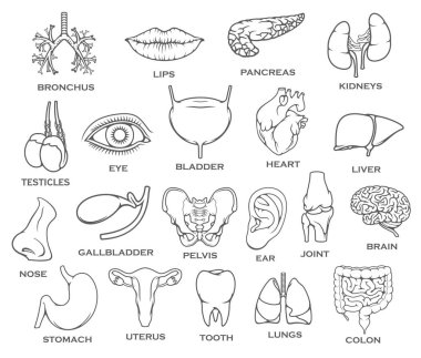 İnsan organ, vücut parçası, kemik ve eklem satırı simgesi