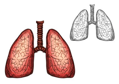 Akciğer organ insan anatomisi izole eskiz