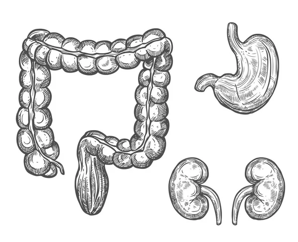 Skizze der menschlichen Organanatomie für das Medizindesign — Stockvektor