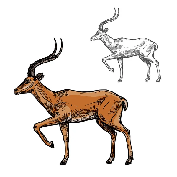 Afrikanische Gazelle oder Indische Antilope Tierskizze — Stockvektor