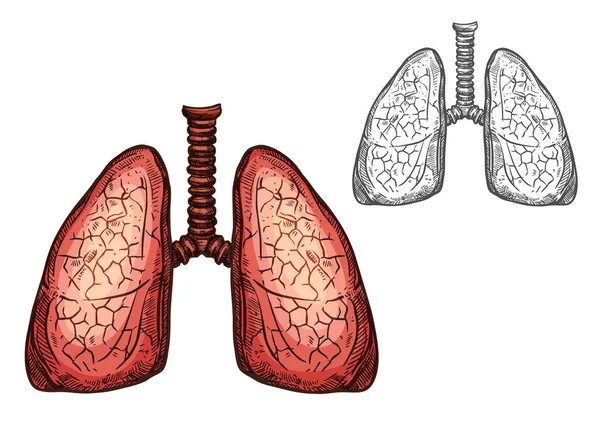 Akciğer organ insan anatomisi izole eskiz — Stok Vektör