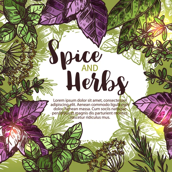 Cartaz de especiarias e ervas com moldura de planta fresca — Vetor de Stock