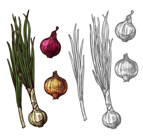 Cebolla o cebolleta vegetal con boceto de hoja verde — Vector de stock
