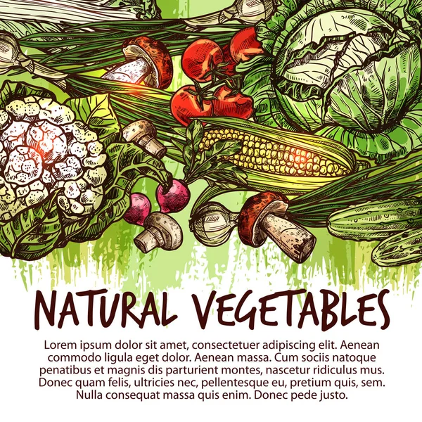 채소와 버섯 스케치 야채 포스터 — 스톡 벡터