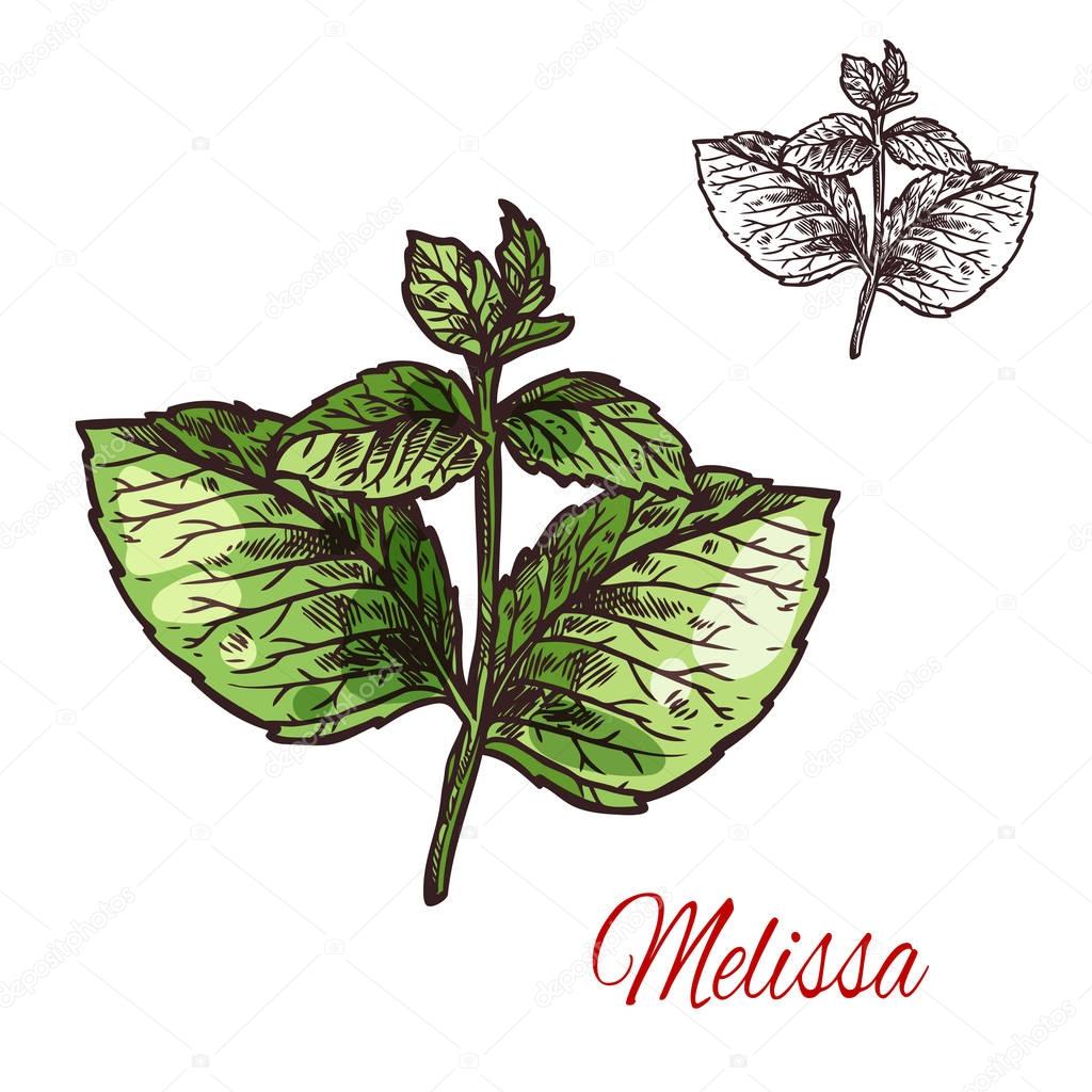 Melissa leaf sketch of medical plant and aroma herb
