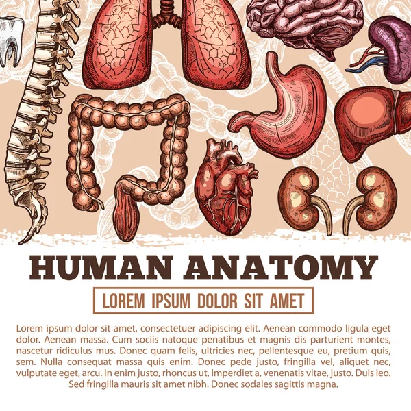 Narządów ludzkich Anatomia wektor szkic plakat — Wektor stockowy