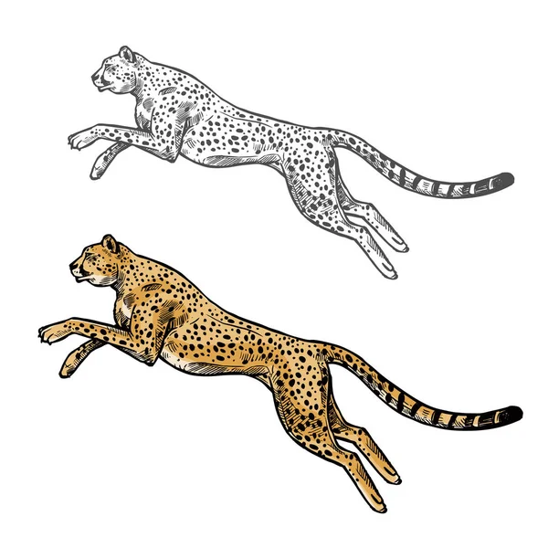 Geparden-Vektorskizze Wildtier-Ikone — Stockvektor