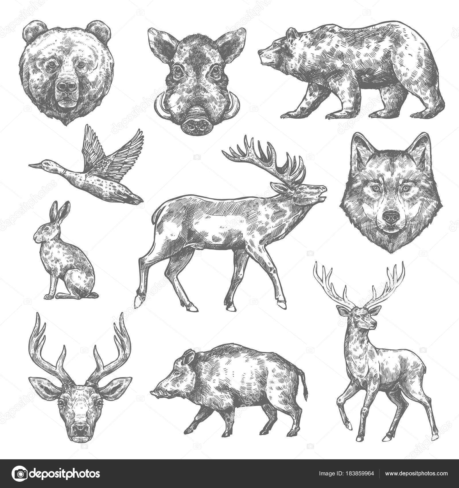 Vector sketch wild animal icons for hunting or zoo Stock Vector Image by  ©Seamartini #183859964