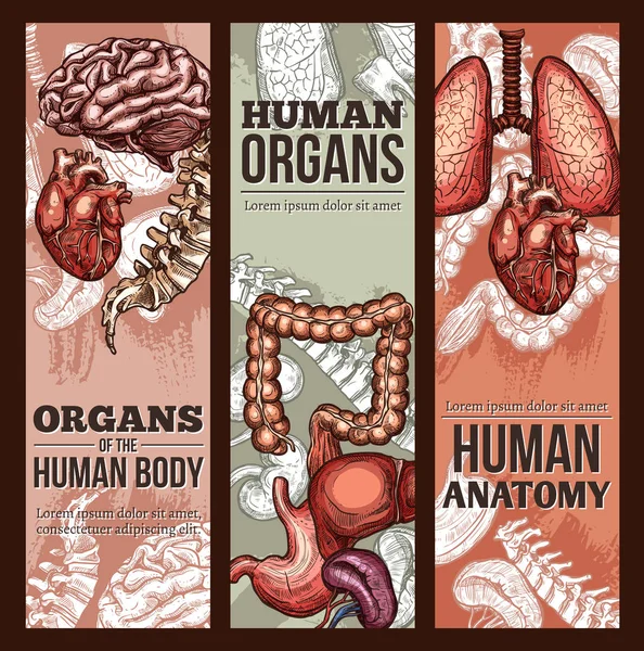 Organos humanos vector bosquejo anatomía cartel — Vector de stock
