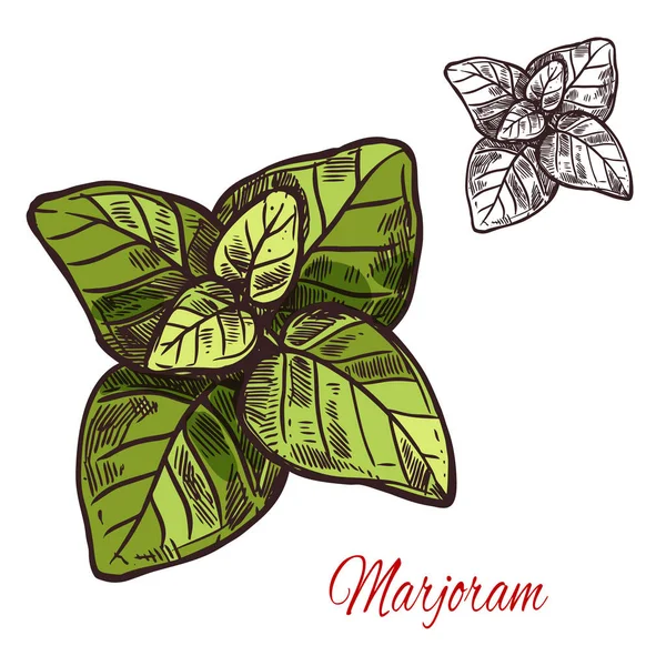 Marjoram seasoning plant vector sketch plant icon — Stock Vector