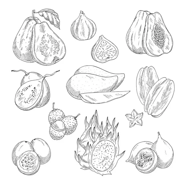 Vector exotische vruchten schets geïsoleerde pictogrammen — Stockvector