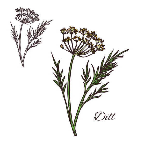 Dill kruiden plant vector schets plant pictogram — Stockvector