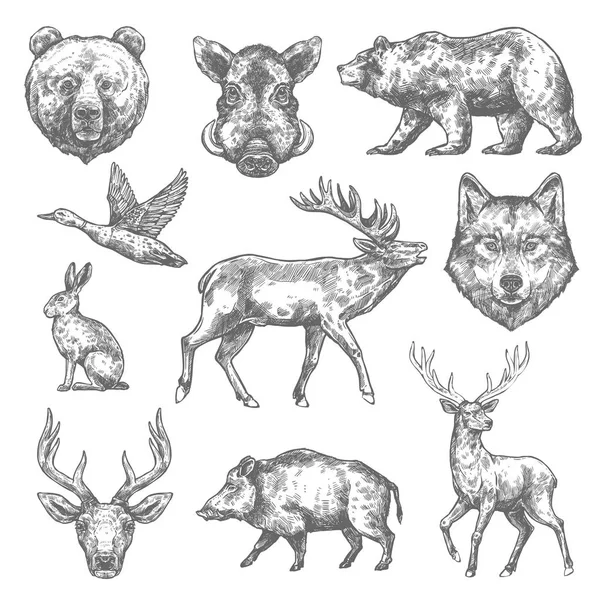 Vektorové skici divokých zvířat ikony pro lov nebo zoo — Stockový vektor