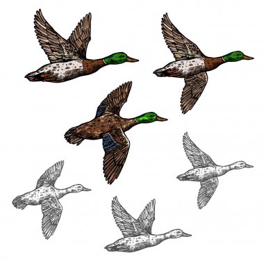 Mallard ördeği vektörü vahşi kuş simgesi çiz