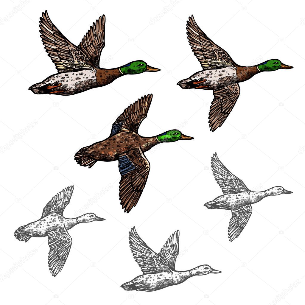 Duck mallard wild bird vector sketch icon. Drake duck flying symbol for wildlife fauna and zoology or hunting sport team trophy symbol and nature zoo adventure club design