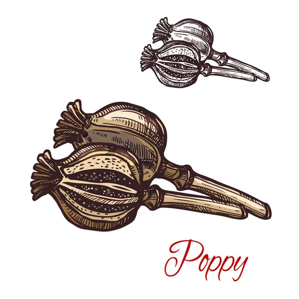 Poppy pod kryddningen växt vektor skiss växt icon — Stock vektor