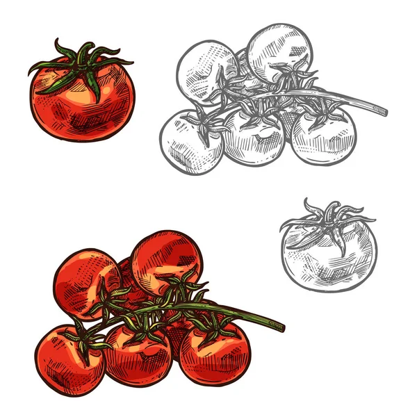 Cherry tomates vector bosquejo icono vegetal — Vector de stock
