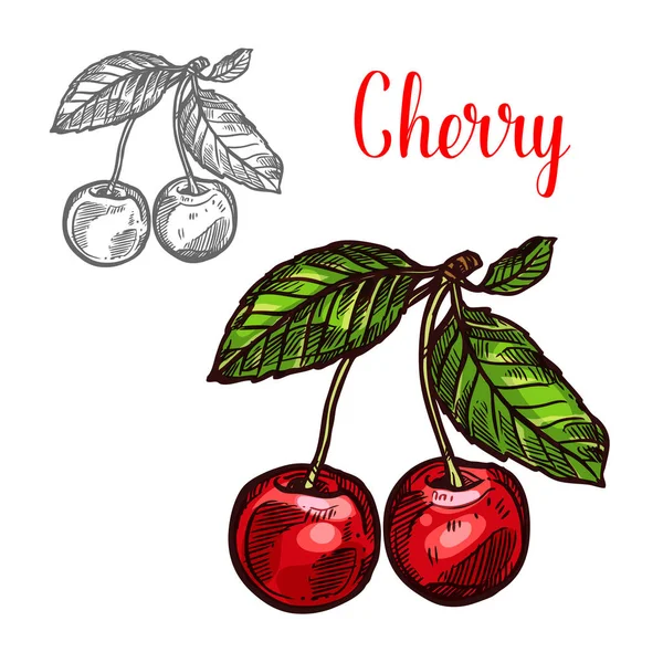 Cherry vektorové skici ovoce berry ikona — Stockový vektor