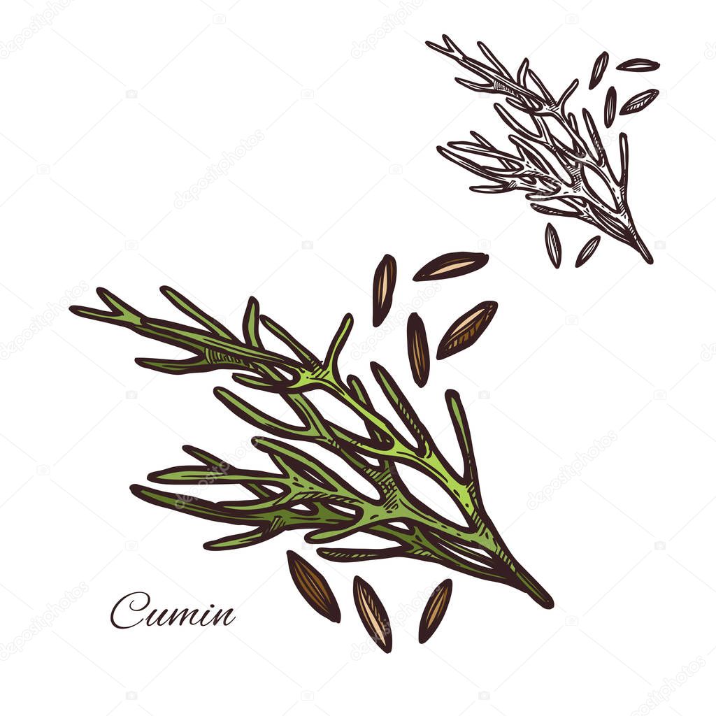 Cumin seasoning plant sketch icon. Vector isolated cumin herbal spice and seeds for culinary cuisine cooking or flavoring herbal seasoning ingredient or grocery store and botanical design