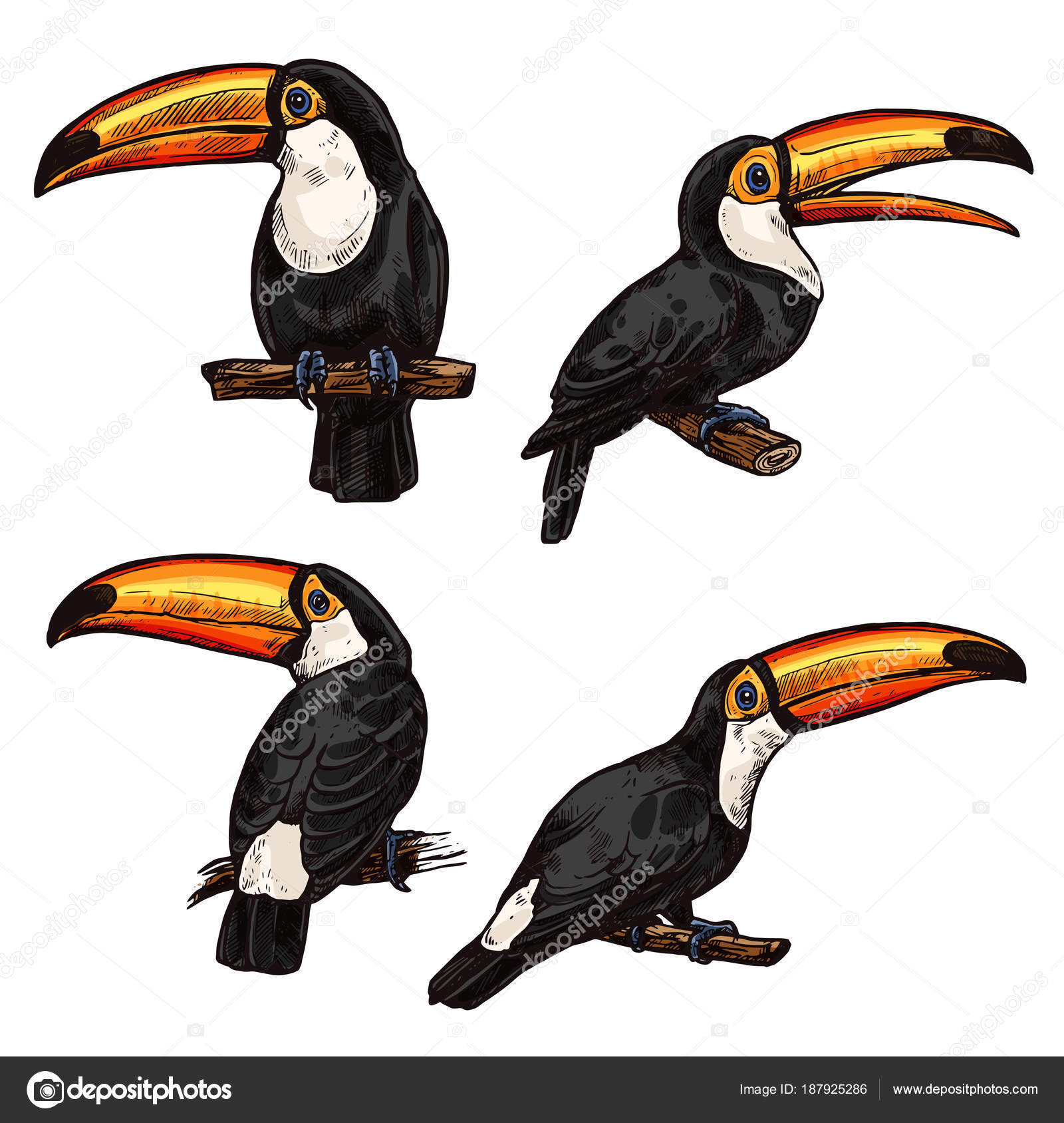 Ensemble De Toucan Oiseau Exotique Image Vectorielle