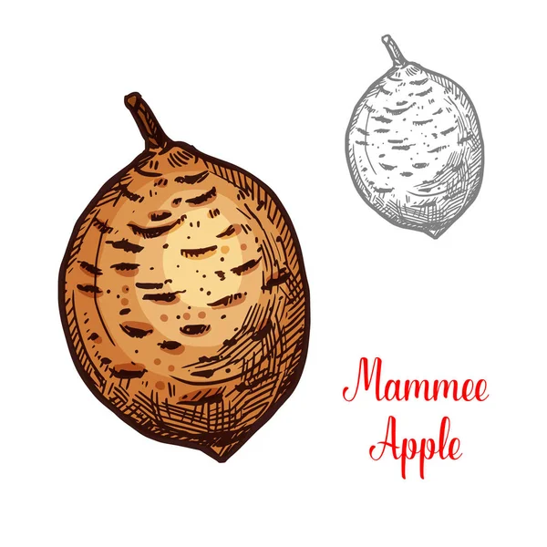 Fruta exótica Manzana mammee — Archivo Imágenes Vectoriales