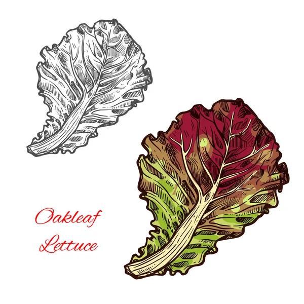 Oakleaf lechuga vector — Archivo Imágenes Vectoriales