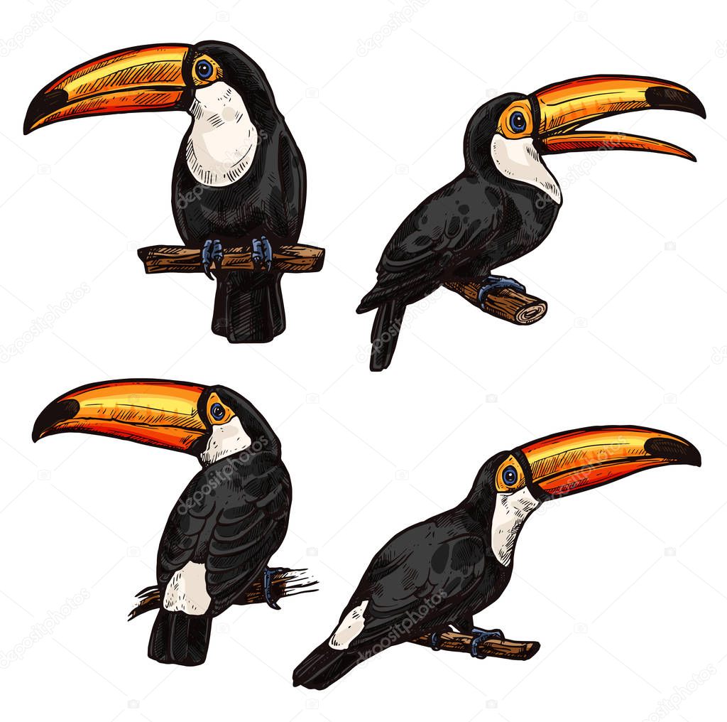 Set of exotic bird toucan
