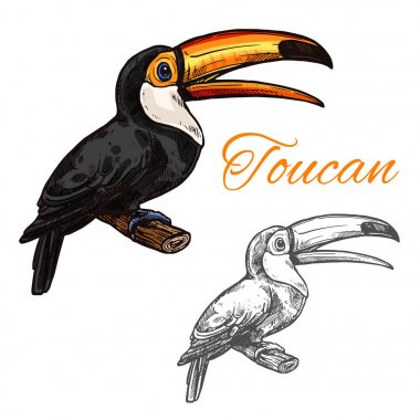 Toucan vektör kroki vahşi egzotik kuş simgesi