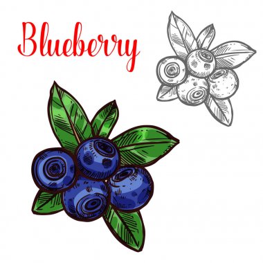 Yaban mersini vektör kroki berry meyve simgesi