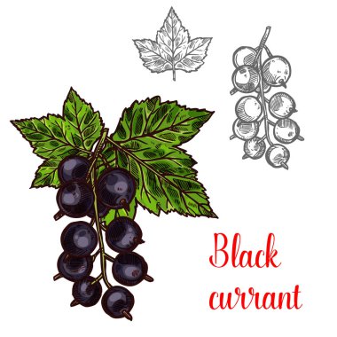 Black currant vector sketch fruit berry icon clipart