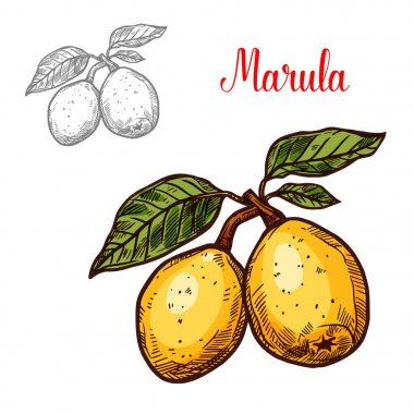 egzotik meyve marula vektör