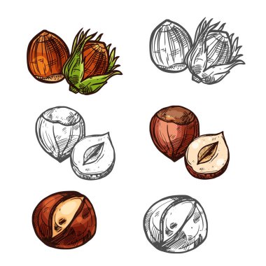 Fındık fındık vektör kroki simgeler