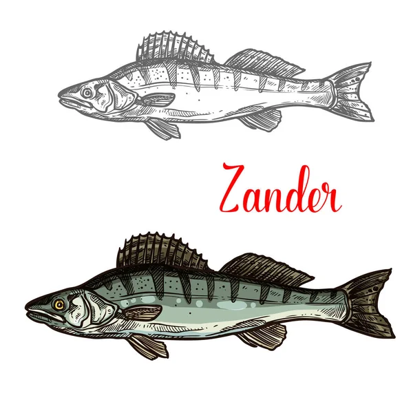 Zander ícone de pesca vetor de peixe — Vetor de Stock