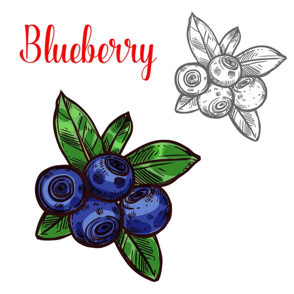 Blueberry vetor esboço ícone de frutas de baga —  Vetores de Stock