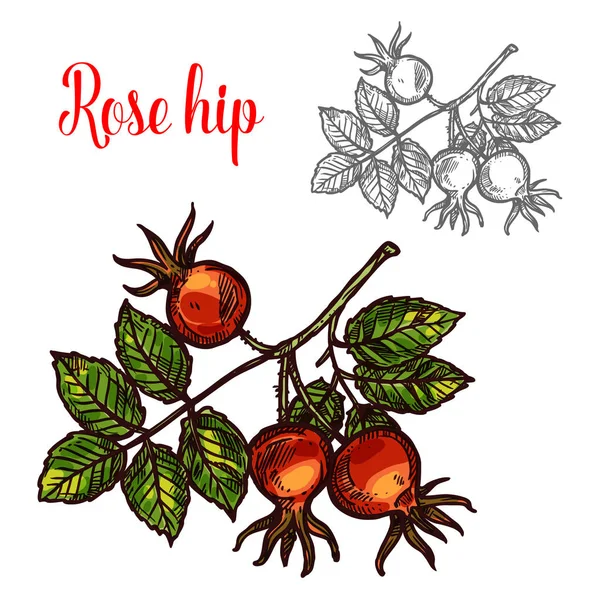 Rose hip vector sketch fruit berry icon — Stock Vector