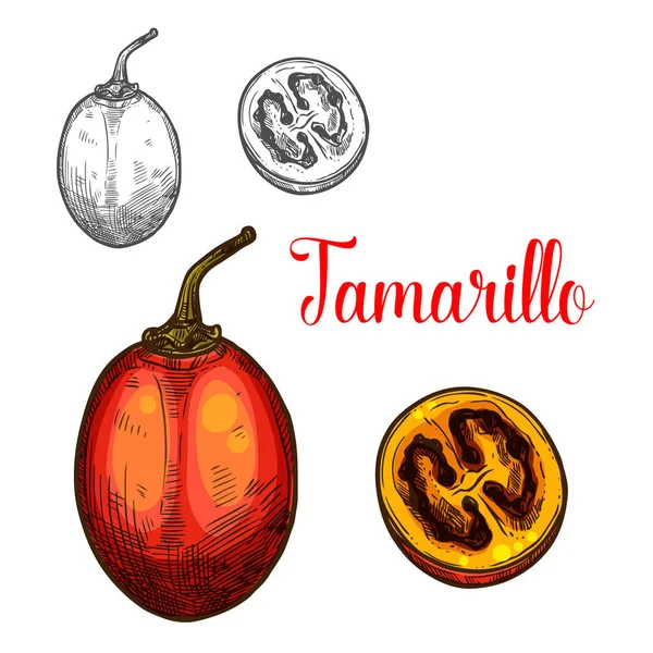 Tamarillo vector bosquejo fruta icono de corte — Vector de stock