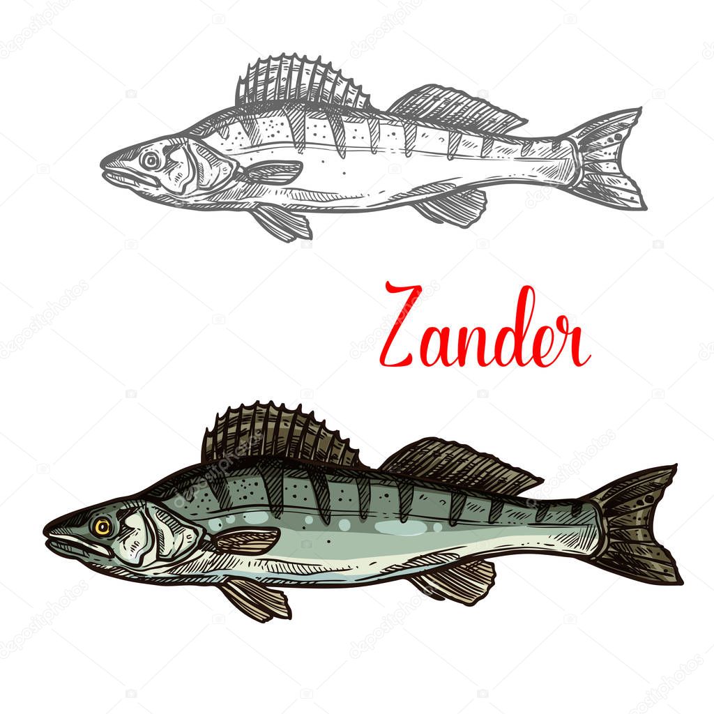 Zander fish sketch icon. Vector isolated symbol of zander fish freshwater species of perch for seafood restaurant or fish food and fishing market or zoology design template