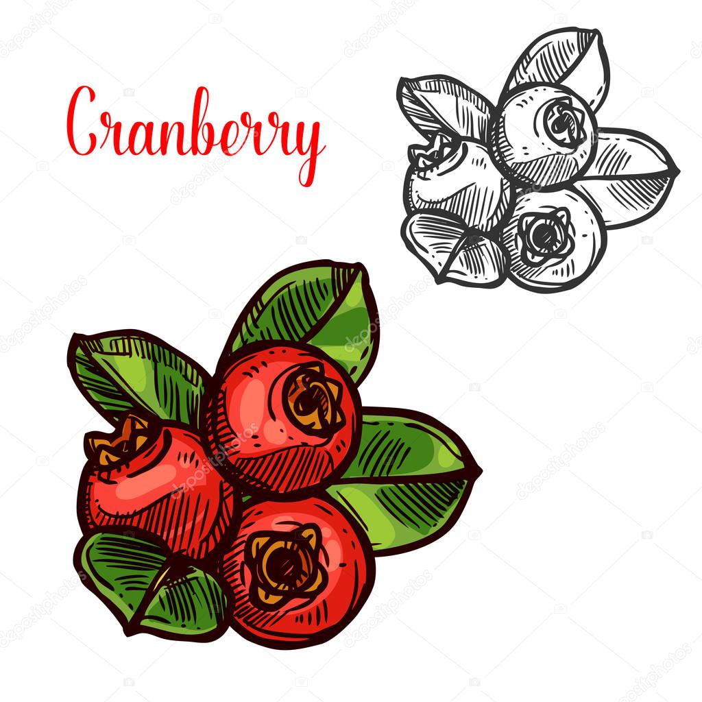Cranberry vector sketch fruit berry icon