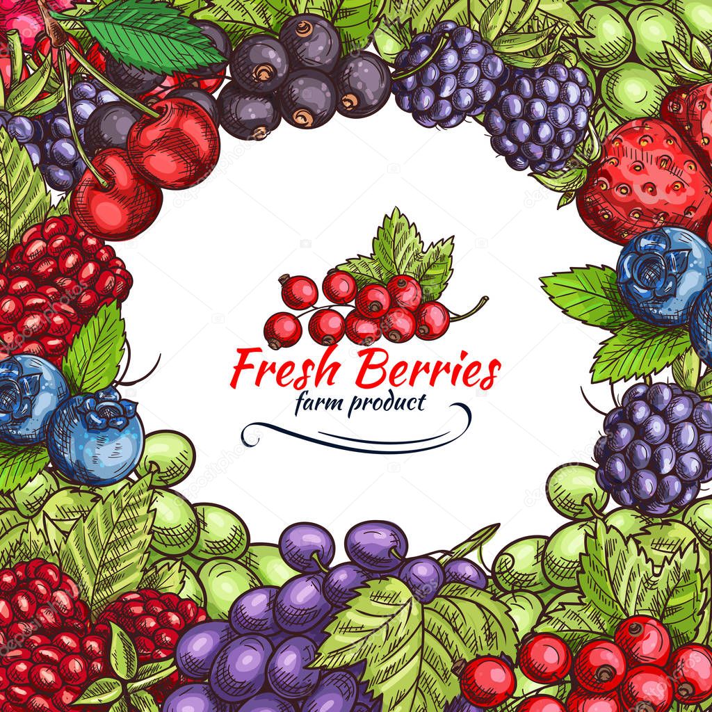 Vector natural berries sketch poster