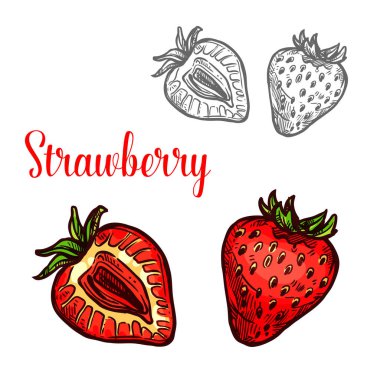 Taze Berry çilek meyve izole kroki