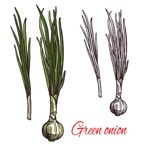 Zelená cibule, pórek nebo scalion zeleniny skica — Stockový vektor