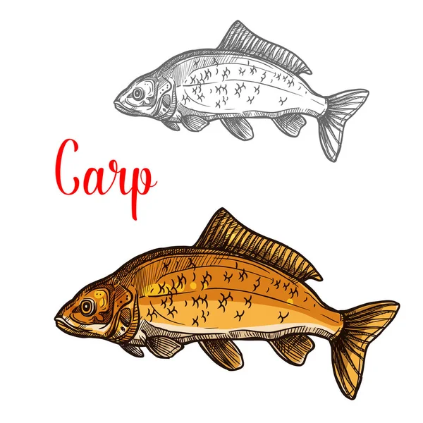 Κυπρίνος σκίτσο ψαριών του γλυκού νερού αλιεία σχεδιασμού — Διανυσματικό Αρχείο