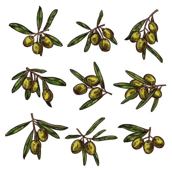 Оливкова гілка з зеленими фруктами та листям ескізу — стоковий вектор