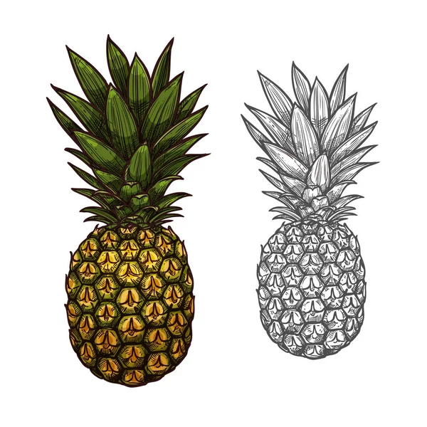 Ananas tropisk frukt skiss för matdesign — Stock vektor