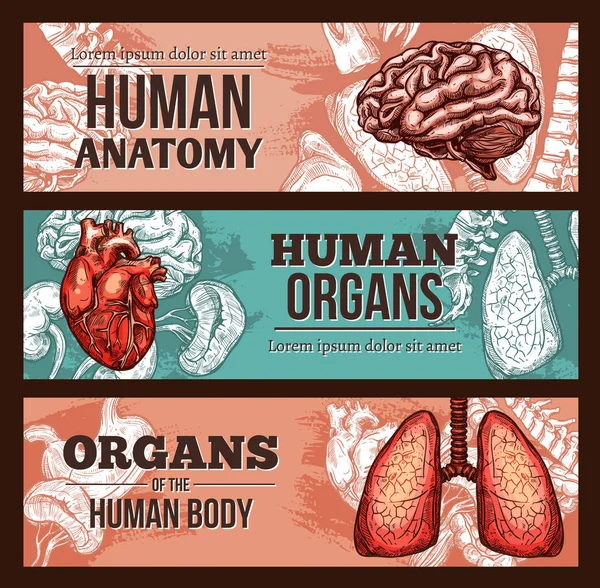 Bannière de croquis d'anatomie d'organe humain avec des parties du corps — Image vectorielle