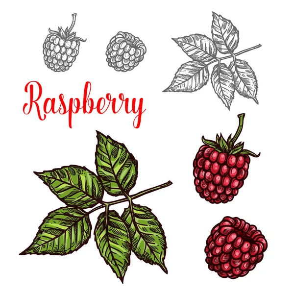 레드 베리와 녹색 잎의 나무 딸기 과일 스케치 — 스톡 벡터