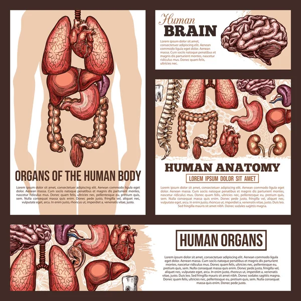 Anatomía de órganos humanos bosquejo banner plantilla — Archivo Imágenes Vectoriales