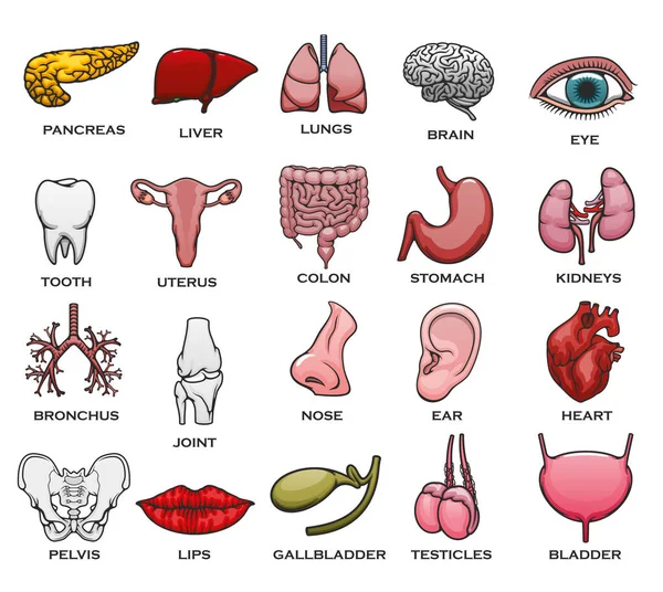 Conjunto de iconos de órganos, partes del cuerpo, huesos y articulaciones humanas — Vector de stock