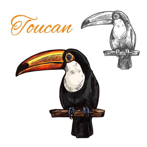 Bosquejo aislado tucán de aves tropicales exóticas — Vector de stock