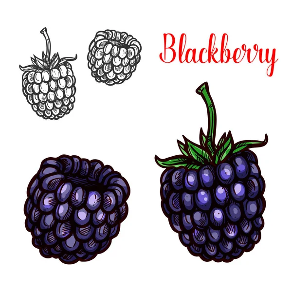BlackBerry gyümölcs vázlat édes bramble bogyó — Stock Vector